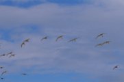 SPO_0959