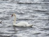 IMG_0012