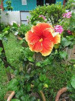 IMG_0170